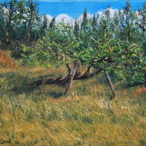 Old Apple Tree